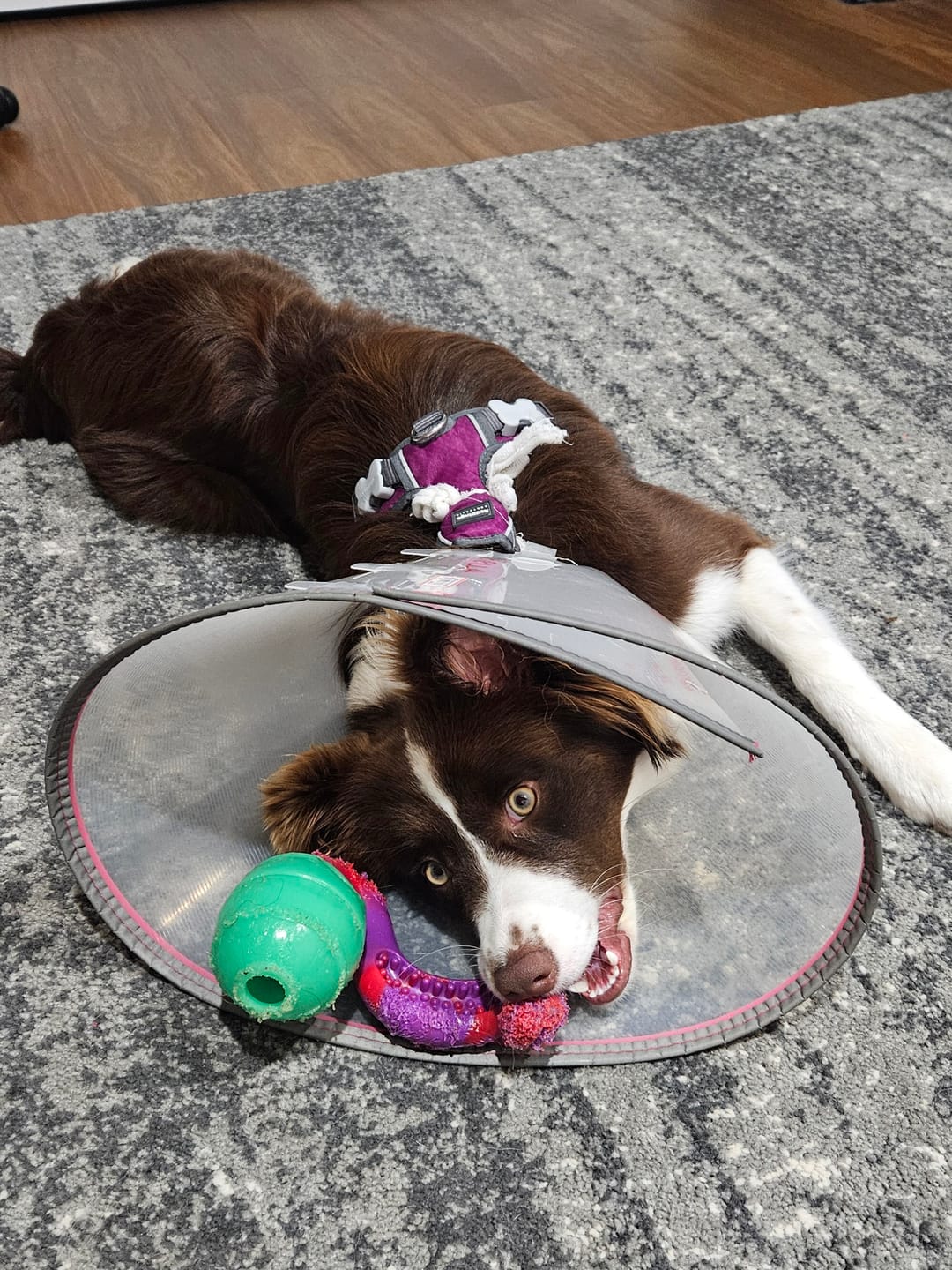 Customer photo review of Promo Chewzilla® Toy