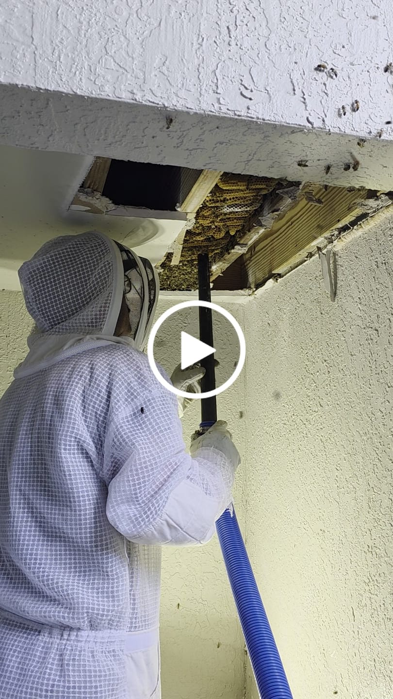 Customer video review of Colorado Bee Vac