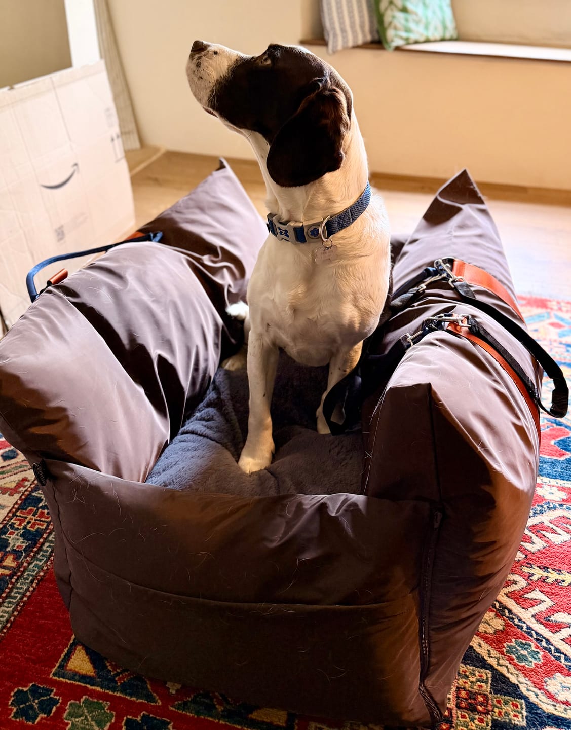 Customer photo review of Travel Dog Pod XL - Now With Isofix