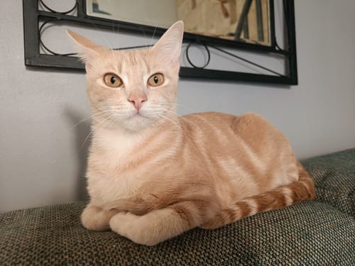 Client : un chat roux tigré est couché sur un canapé, semblant alerte et en bonne santé.