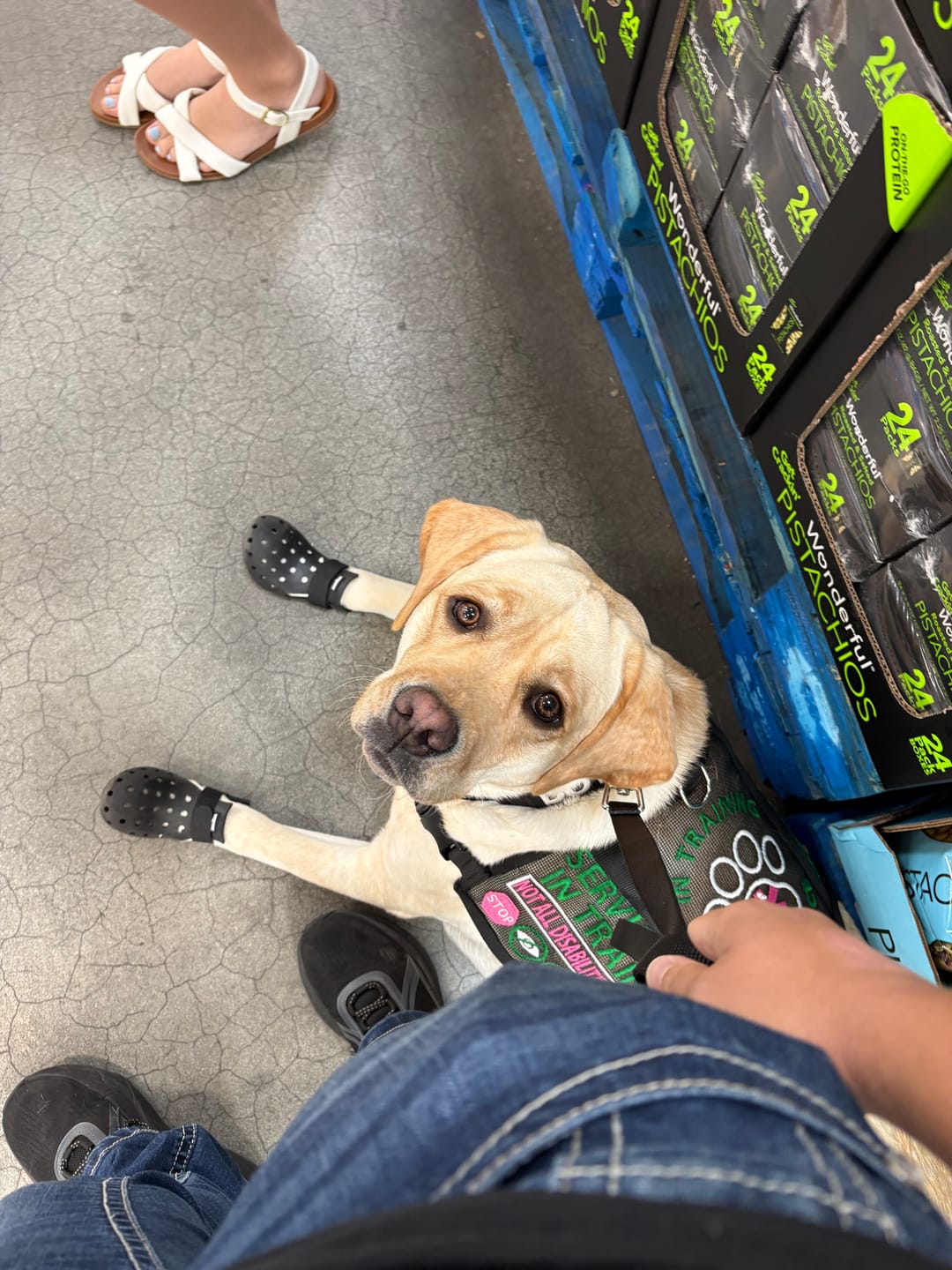 Customer photo review of WagWellie® Mojave Single
