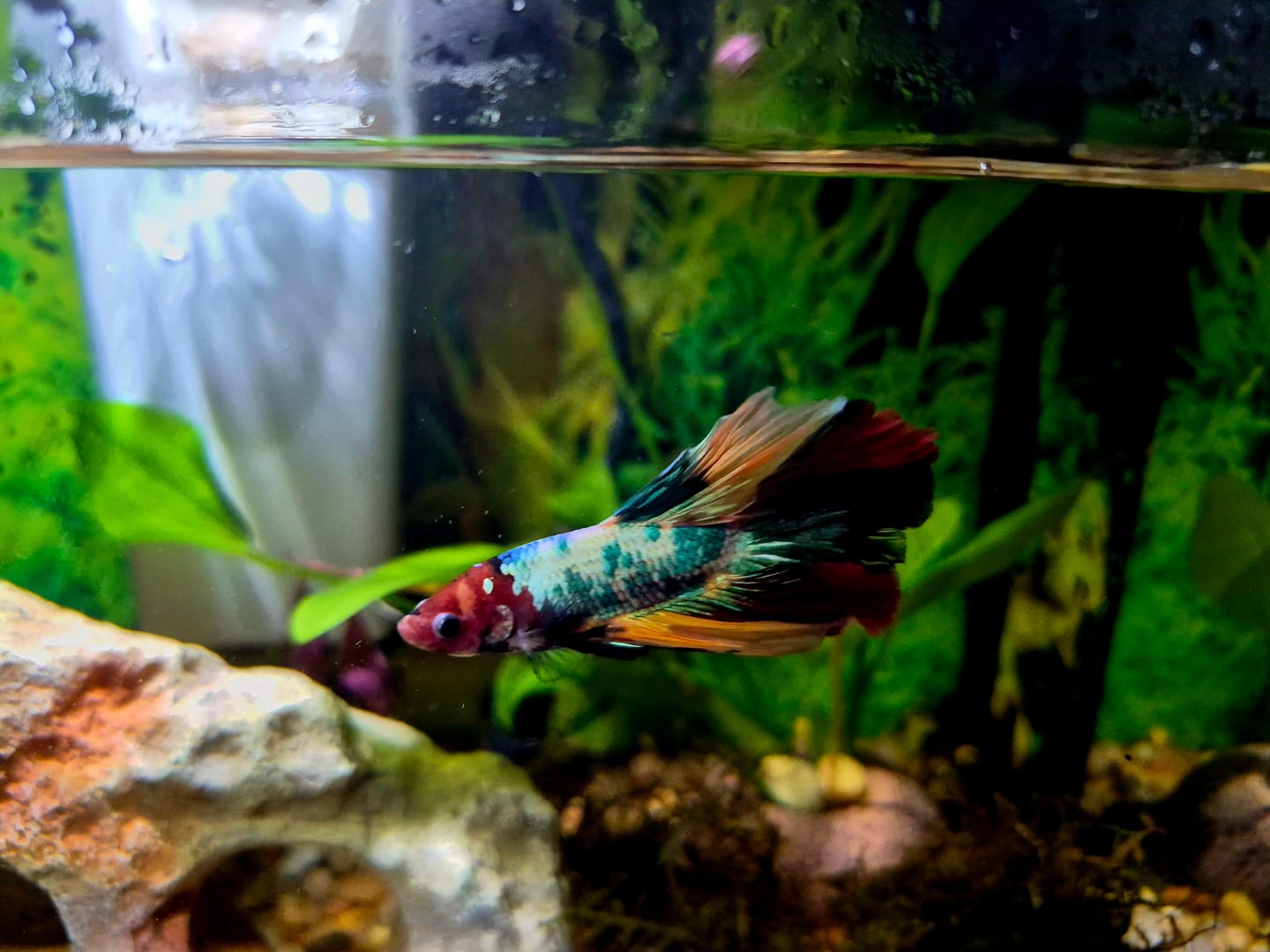 Customer photo review of Fancy Halfmoon Male Betta Fish High Grade | Buy 4 Get 1 Free | Mystery Betta