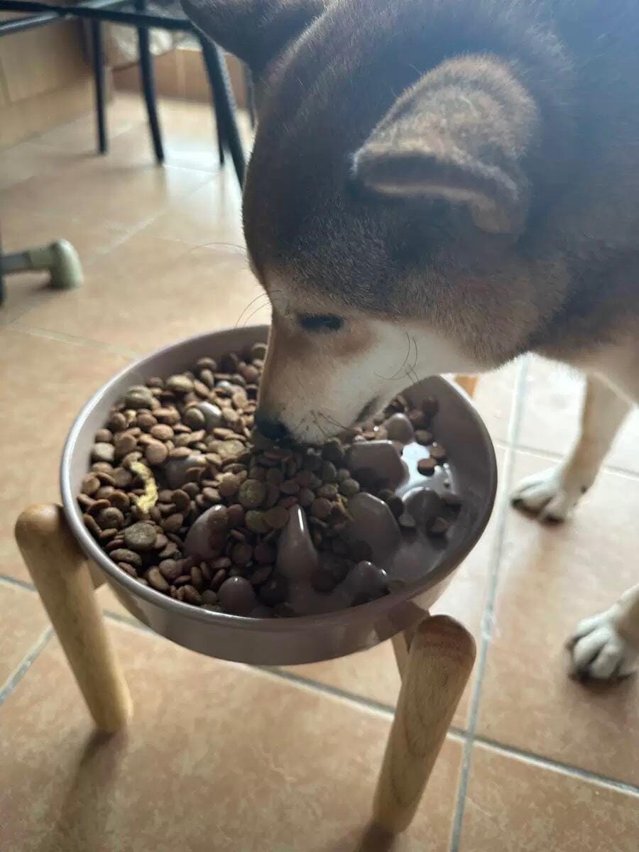 Customer photo review of Ceramic Slow Feeder Bowl
