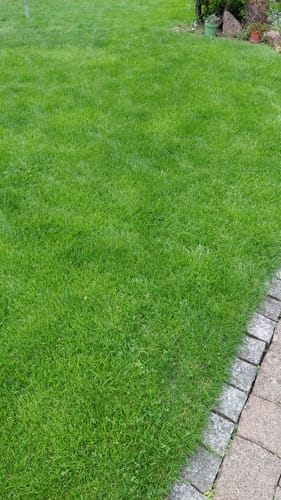 Kundenbild eines dichten, grünen Rasens nach der Anwendung von RASENBLITZ™.