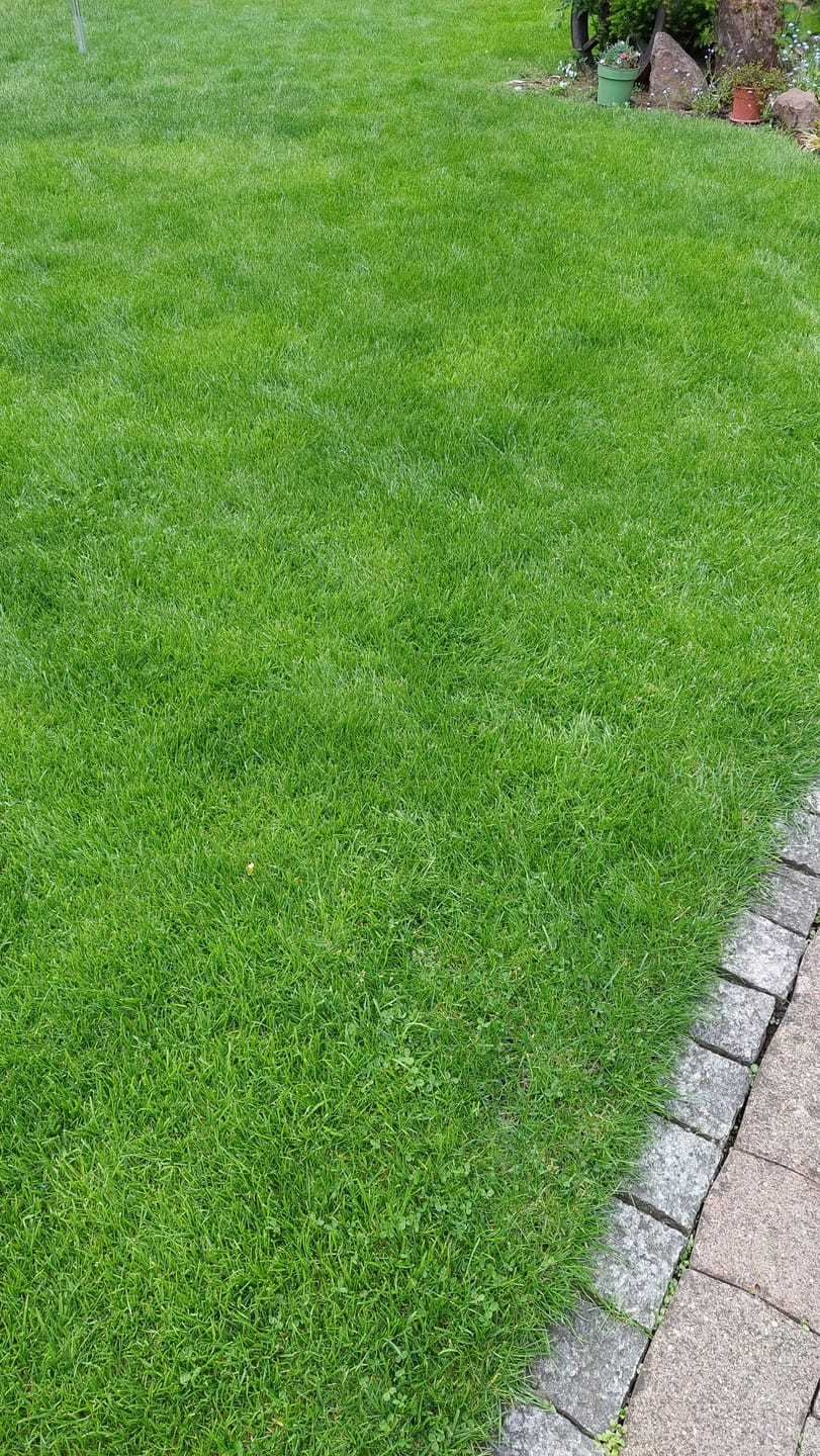 Customer photo review of RASENBLITZ™ - GANZJAHRESDÜNGER