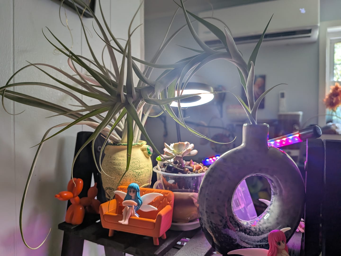 Customer photo review of Large Air Plants Mystery Box