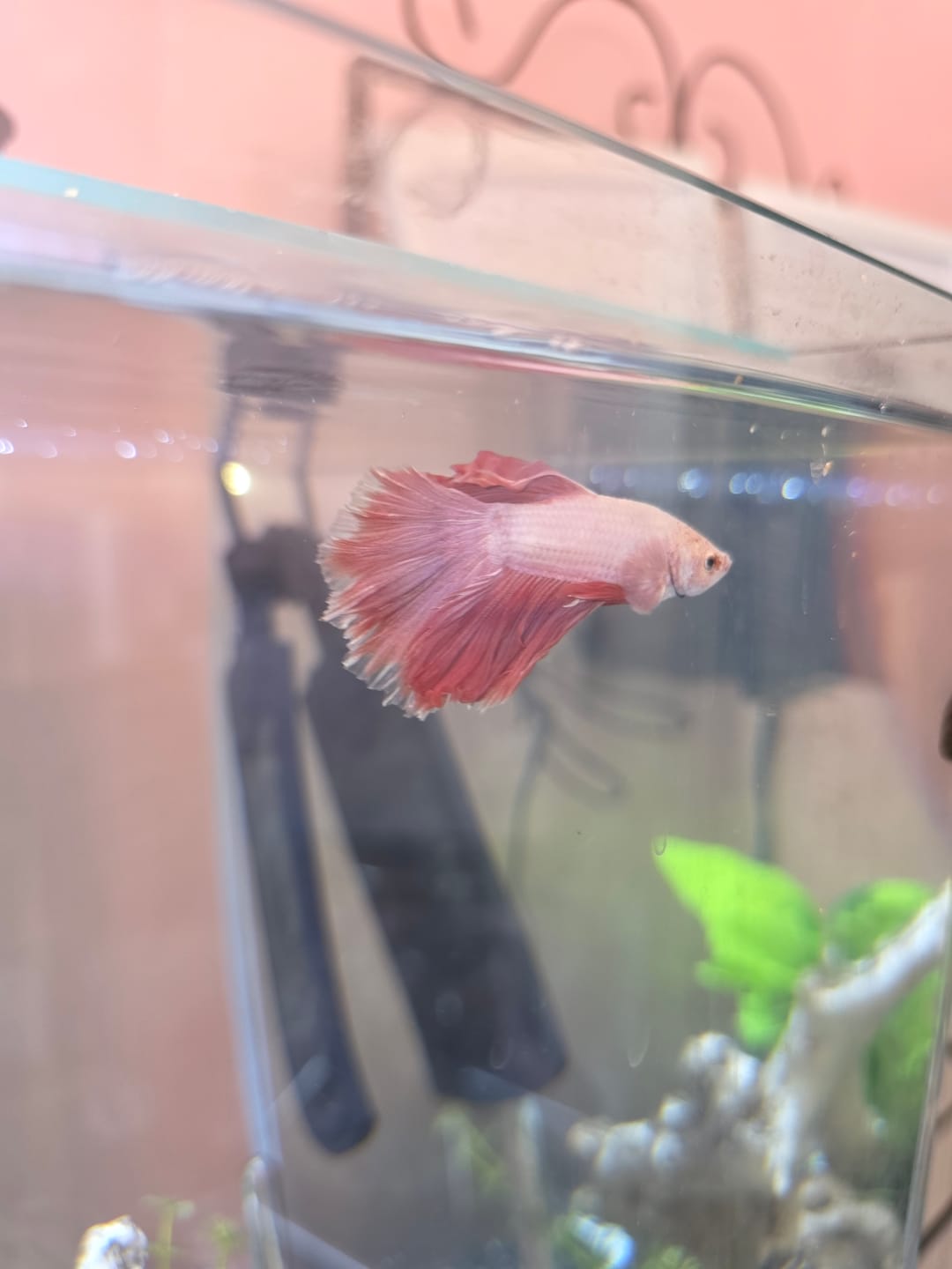 Customer photo review of Purple Halfmoon Male Betta Fish | Grower's Pick