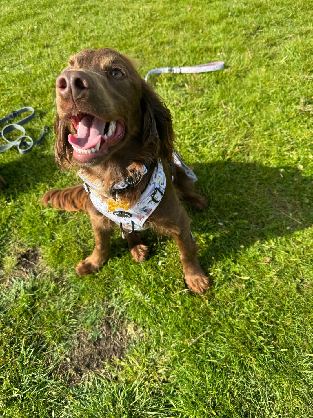 Customer photo review of 3-Click Tough Step-in Dog + Puppy Harness | Pressed Petal