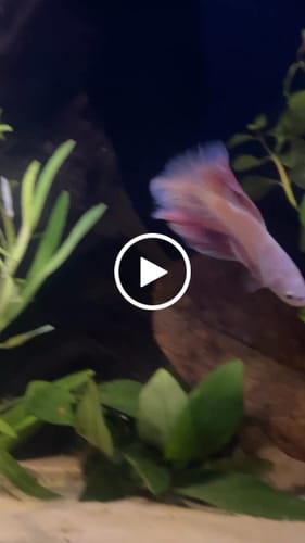 Customer video review of Pink Sakura Halfmoon Male Betta Fish | Grower Pick