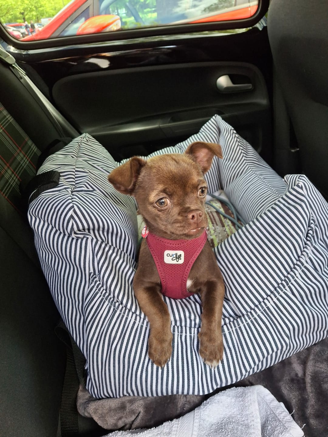 Customer photo review of Premium Hunde Autositz inkl. Sicherheitsgurt