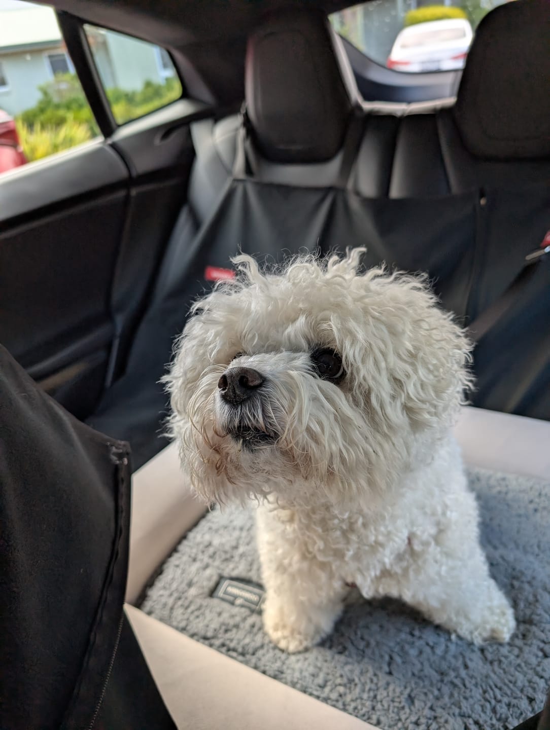 Customer photo review of Orthopaedic Memory Foam Dog Bed