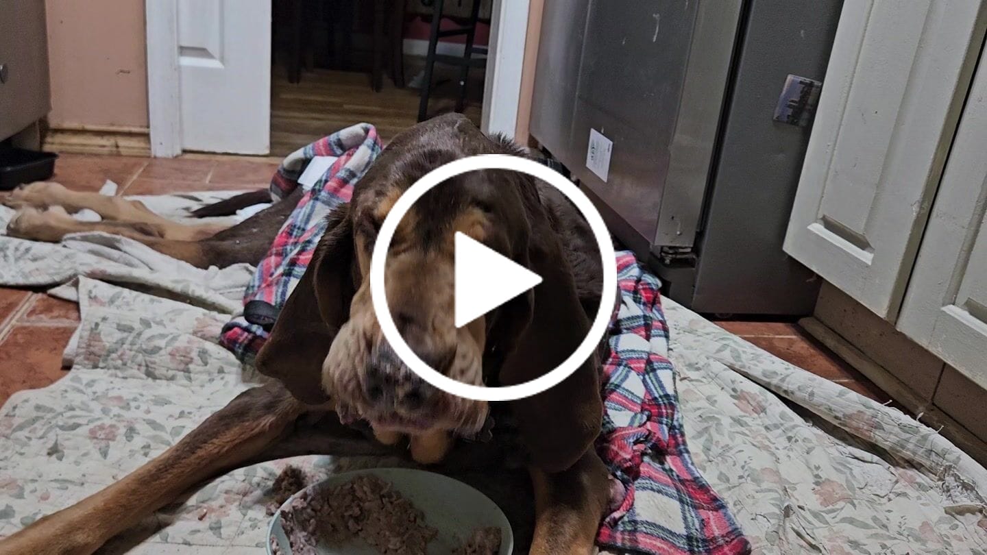 Customer video review of Fish Oil 64oz