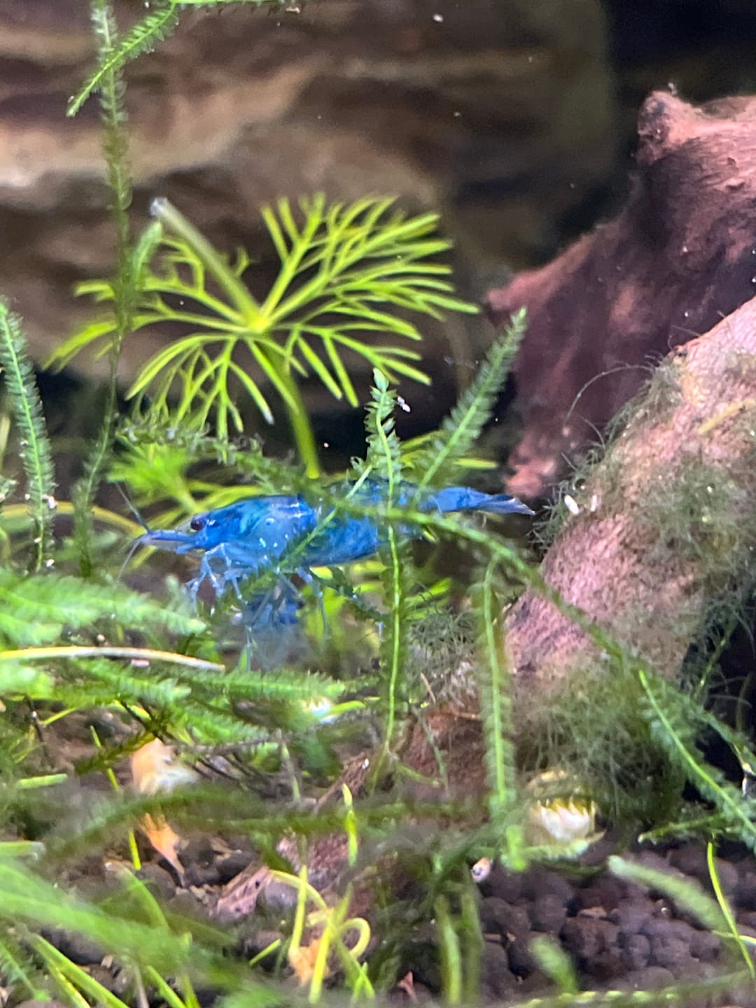 Customer photo review of Blue Velvet Shrimp