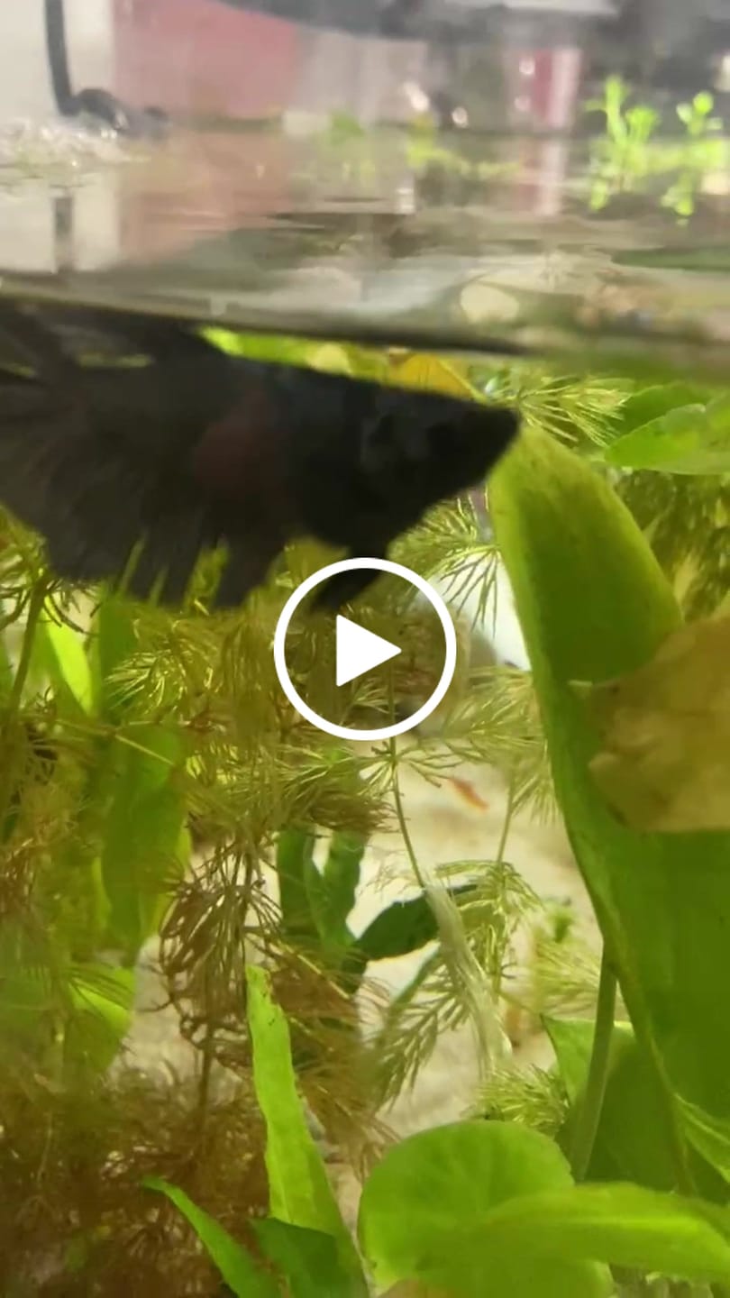 Customer video review of Rare Halfmoon Black Copper Betta Fish (Female)