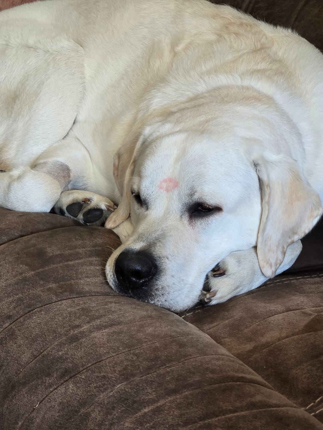 Customer photo review of My Personal Stalker Yellow Lab