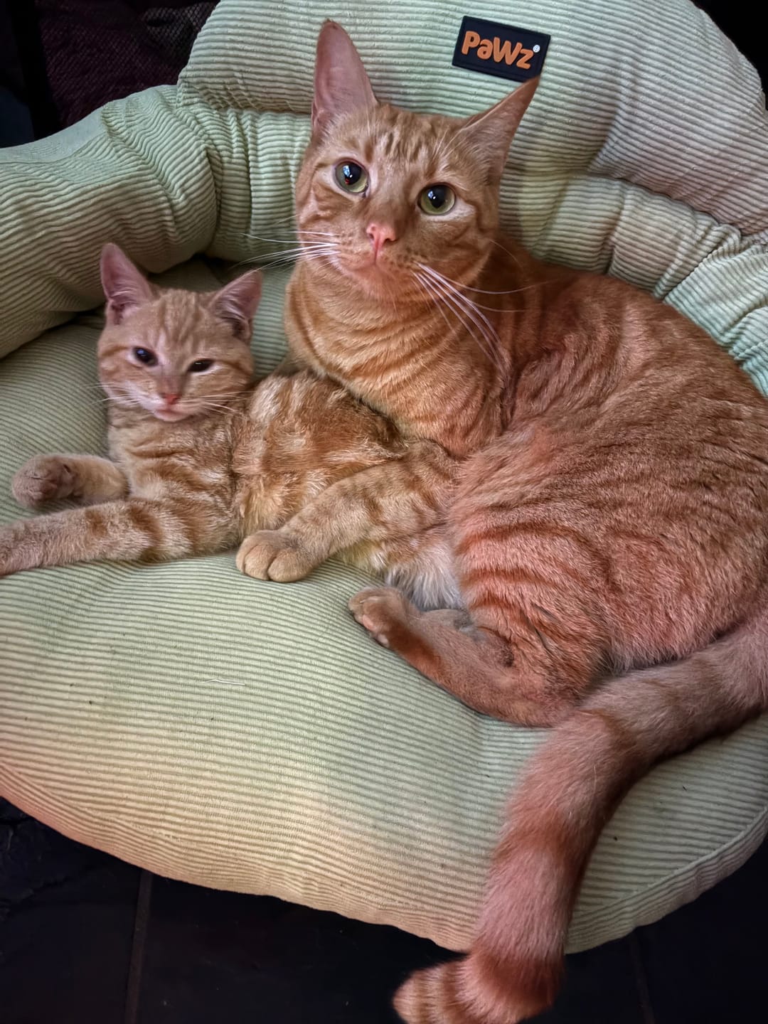 Customer photo review of CloudNest Elevated Pet Sofa Bed