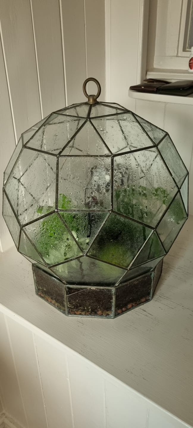 Customer photo review of Terrarium Mix