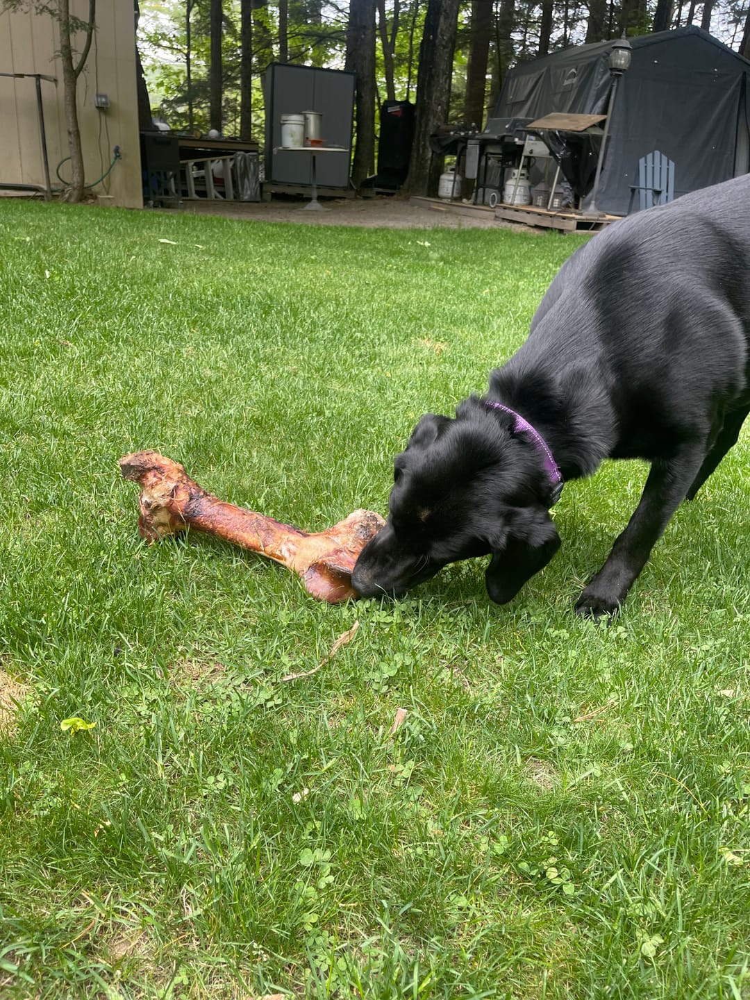 Customer photo review of Smoked Dinosaur Bones