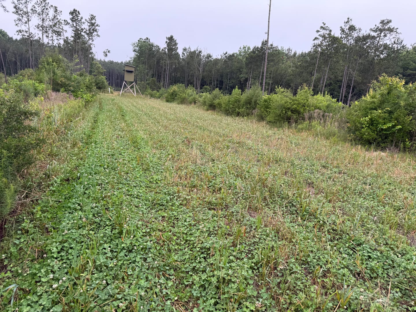 Customer photo review of Whitetail Hill Clover