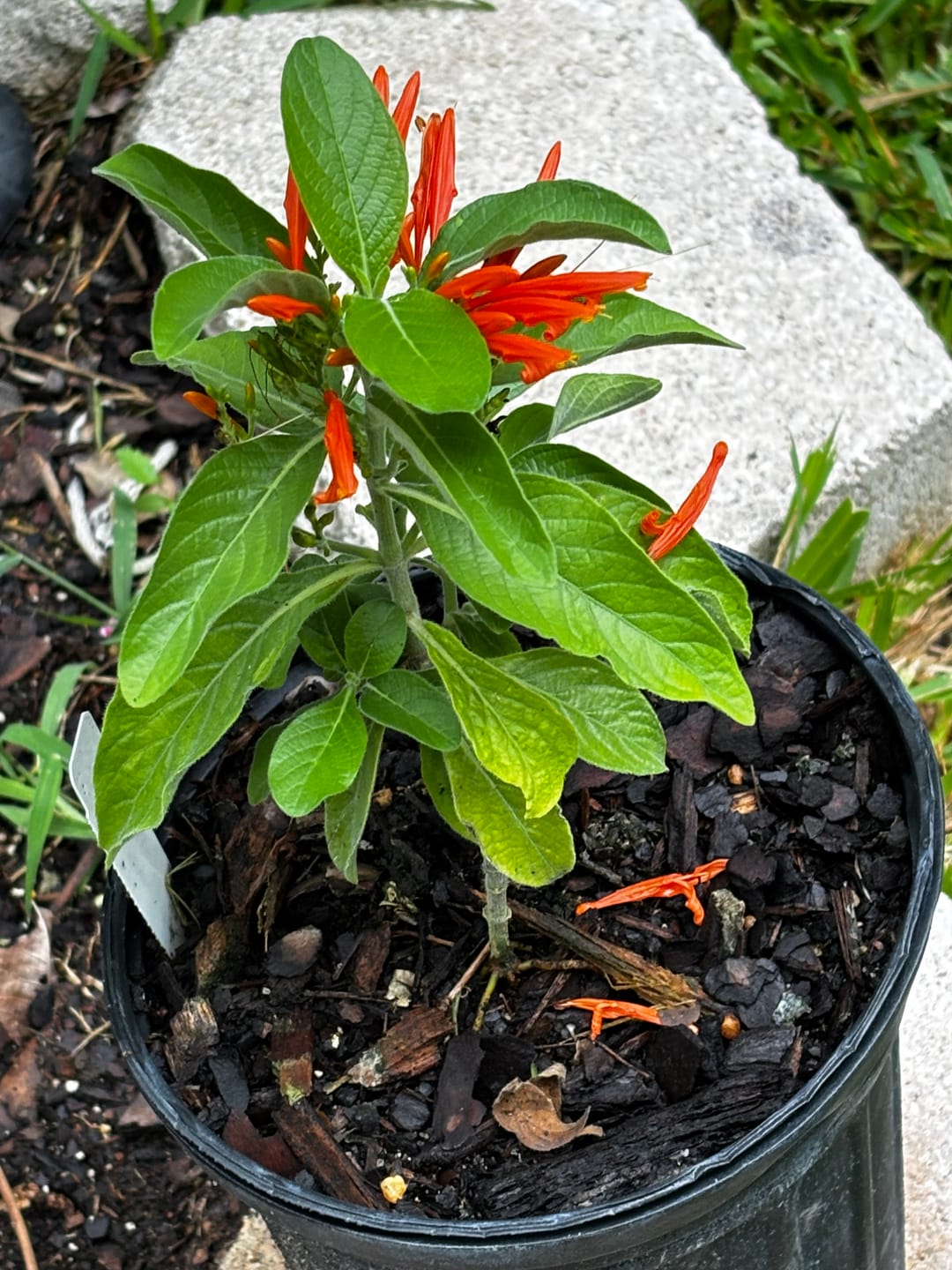 Customer photo review of Mexican Honeysuckle