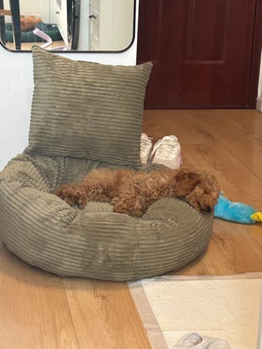 Customer photo review of CozyNest Prémium Puha Fánk Alakú Kutya és Macska Fekhely