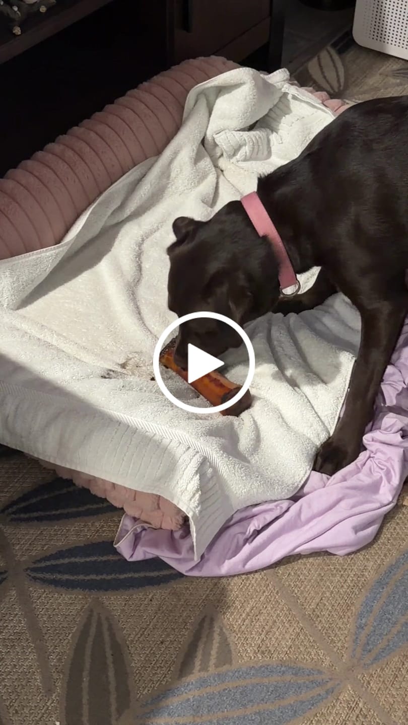 Customer video review of Large Dog Spring Treat Bundle (41+ lbs)