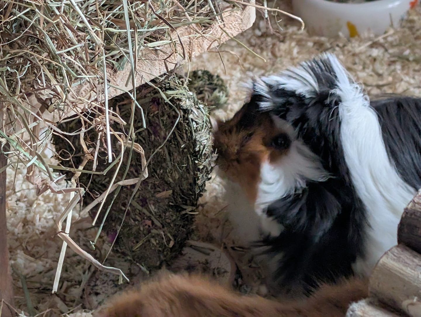 Customer photo review of 💜 Blütenherz Geschenkset – ein Herzensgruß für deine Meerschweinchen