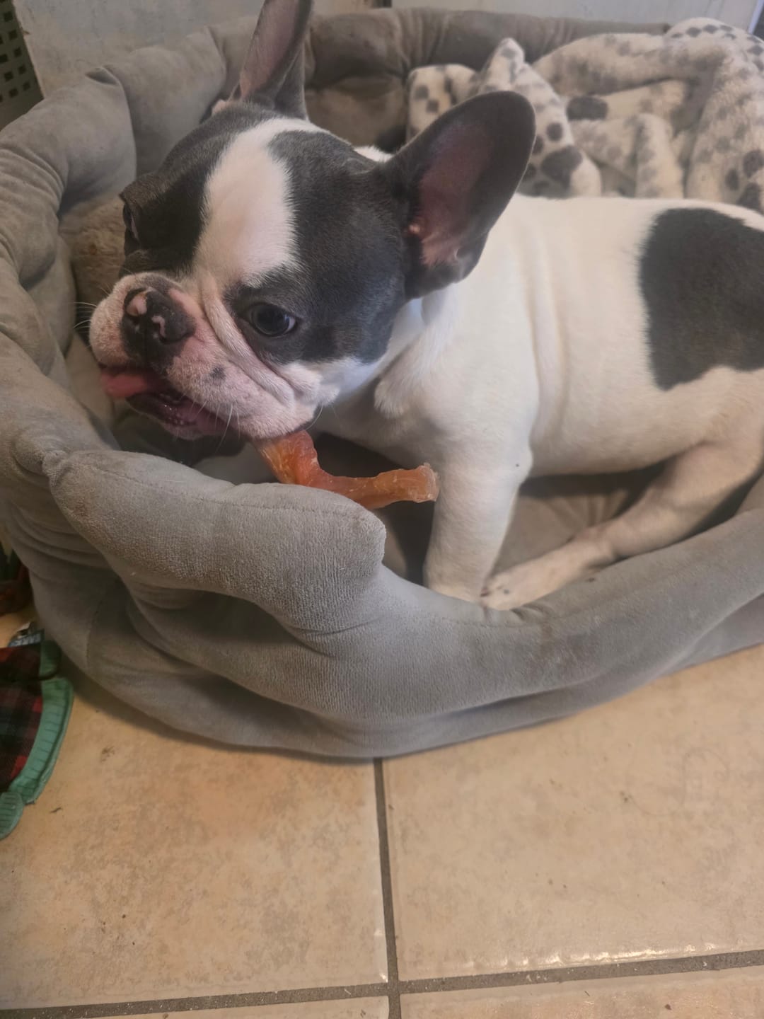 Customer photo review of 4-6 Inch Beef Tendon Dog Chews