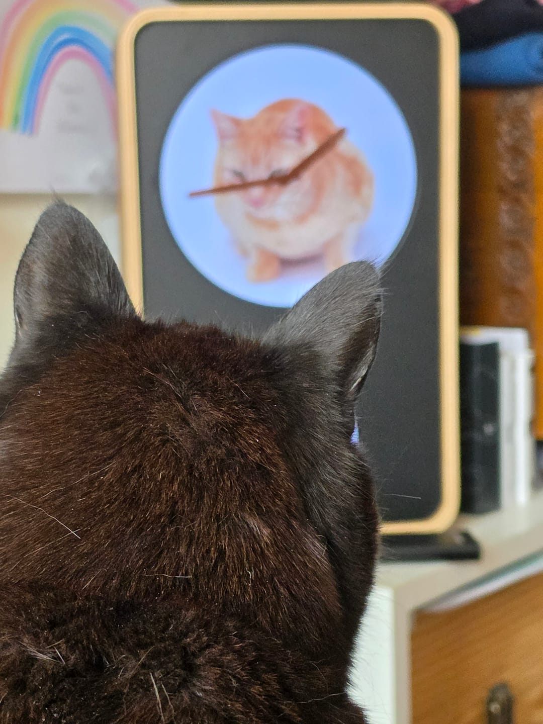 Customer photo review of Cozy Cats
