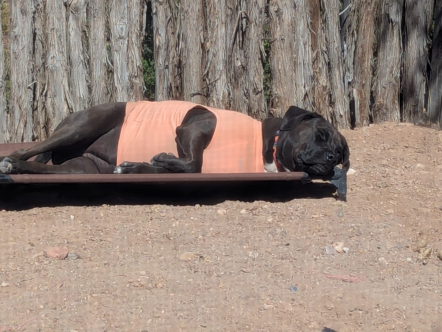 Customer photo review of Sunblock Dog T-Shirt - Navy Blue