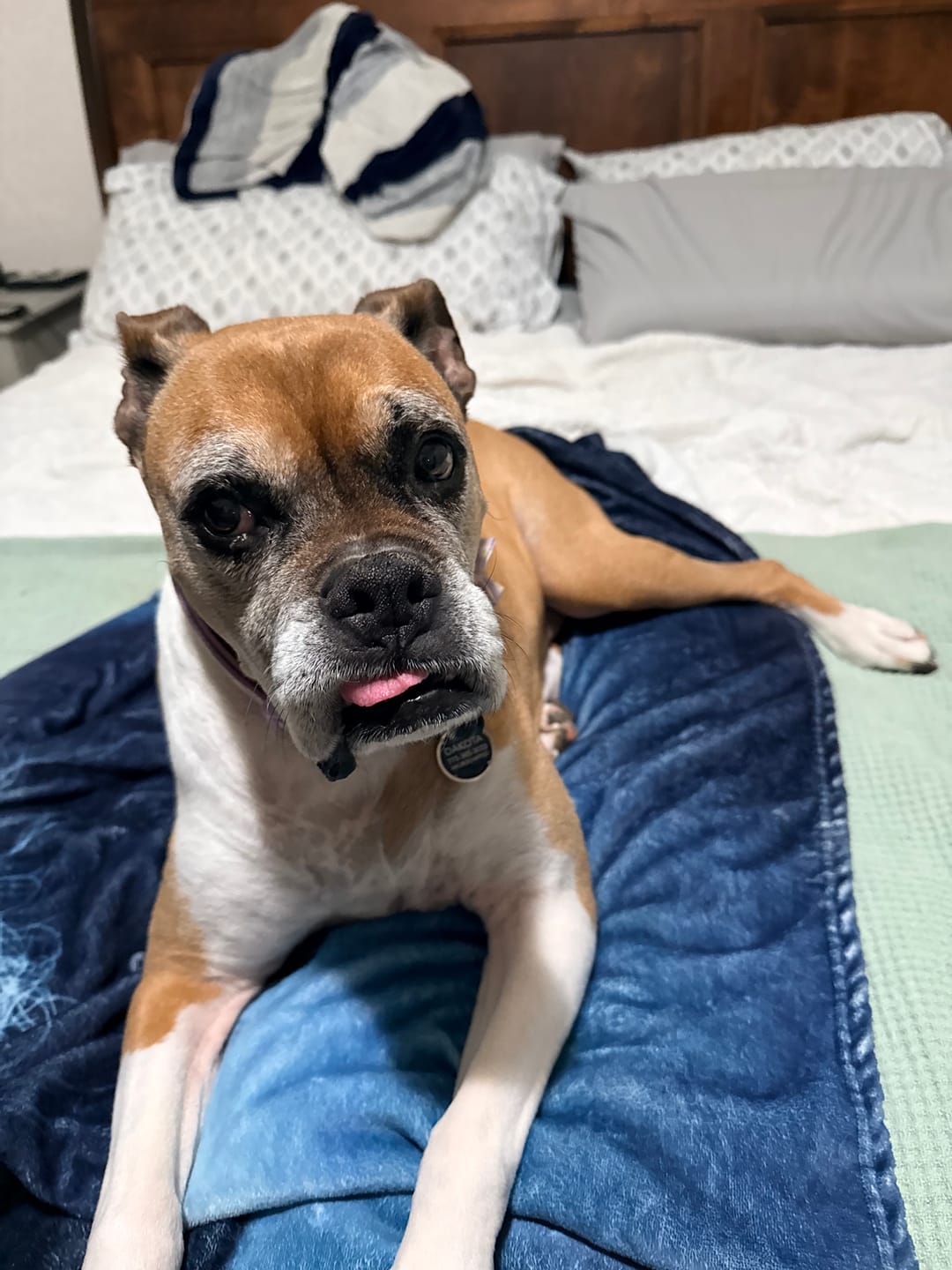 Customer photo review of Bark-Less Bites - XL Breed