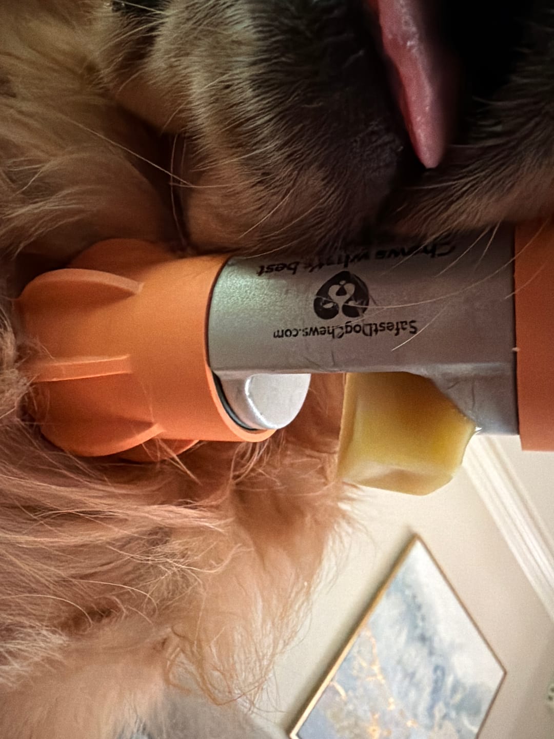 Customer photo review of Long-Lasting Yak Chews — 4 Flavor Pack