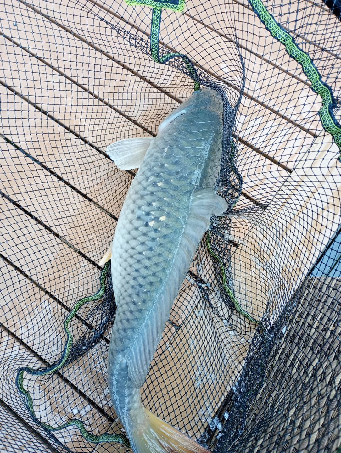 Customer photo review of PREMIUM SELECT (BLACK HALIBUT) - ALLTECH COPPENS