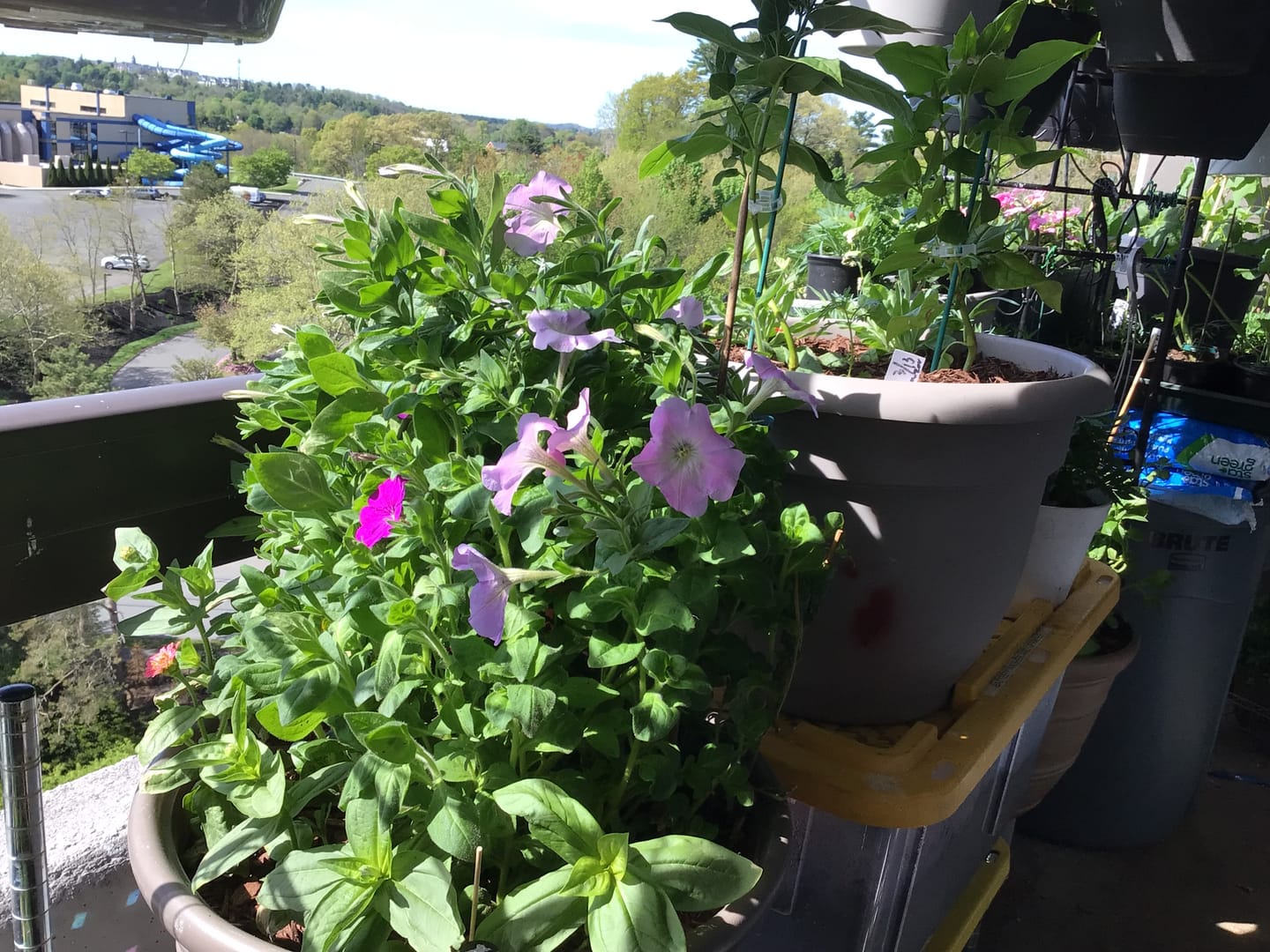 Customer photo review of Bloom Juice Award-Winning Formula