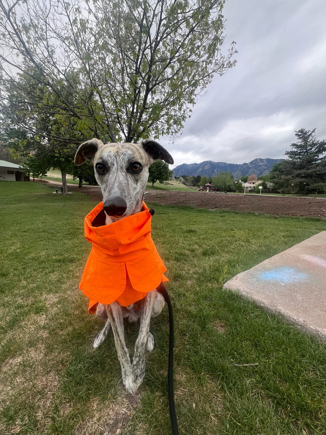 Customer photo review of Breatheshield™ Dog Raincoat - Mustard Yellow