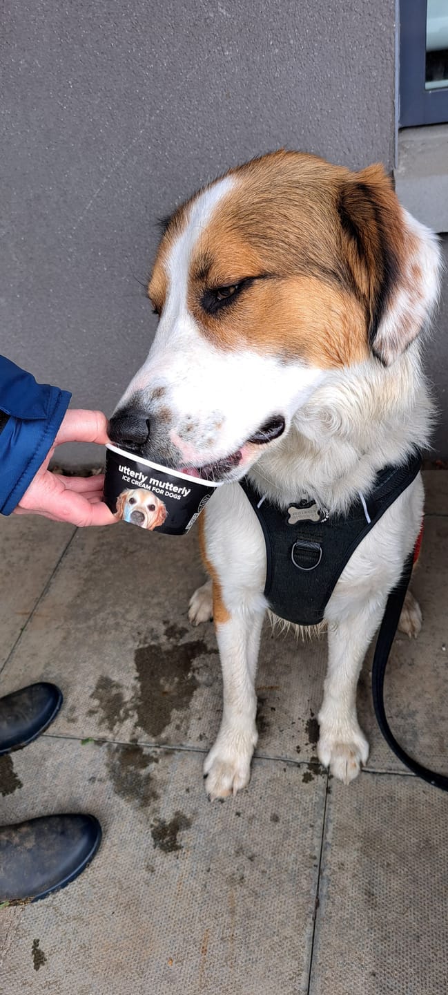 Customer photo review of Trail & Glow Tweed Dog Harness - Forest Tweed