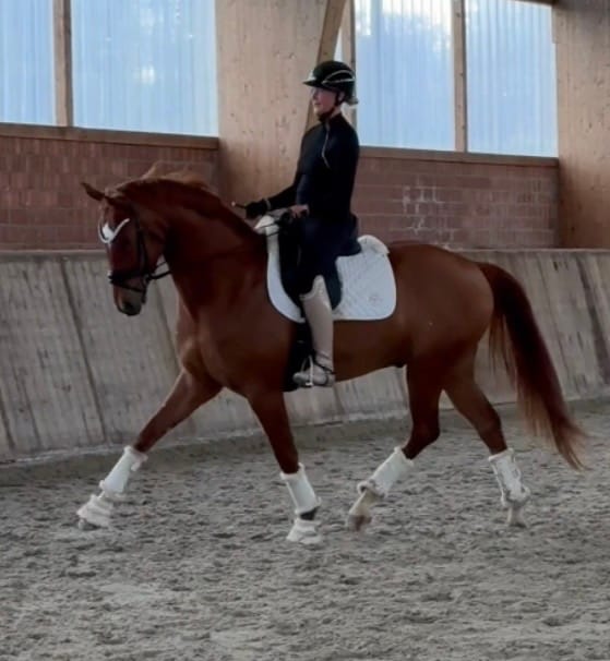 Customer photo review of TORPOL® Schabracke EVO Magnetfeld Nelson™ Spring/Dressur