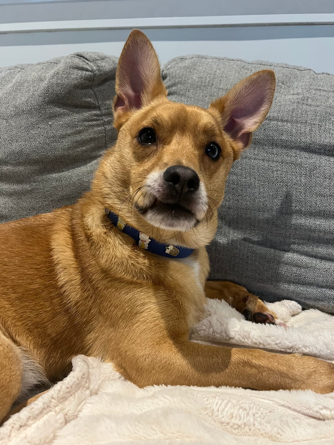 Customer photo review of Moodies Collar