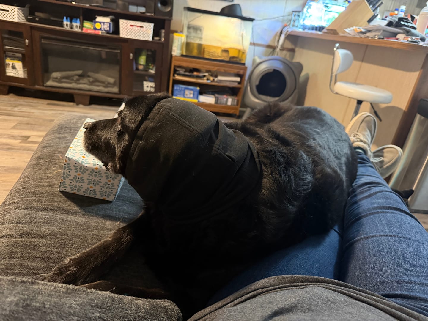 Customer photo review of Anxiety Calming Dog Earmuff Protector