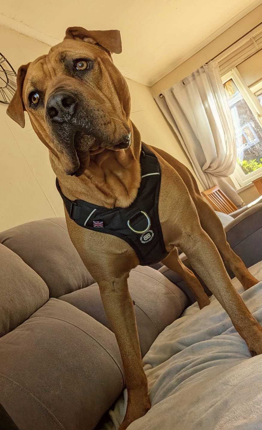 Customer photo review of Anti Pull Hurricane Harness Lighter | With Handle - Black
