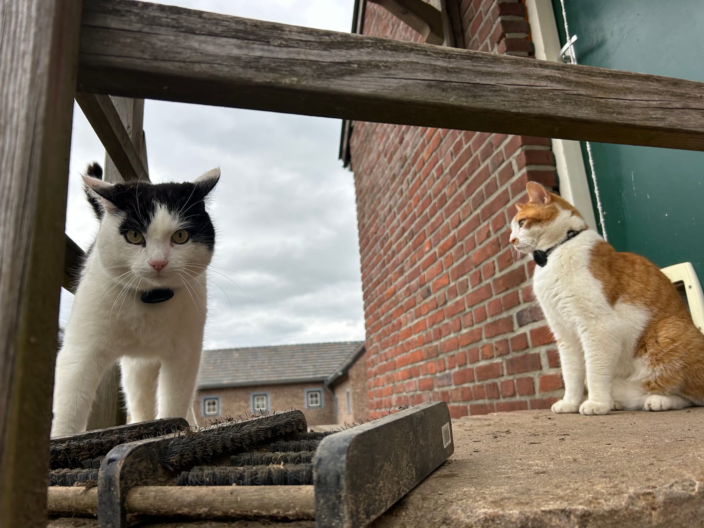 Customer photo review of AirTrackTag Kattpaket