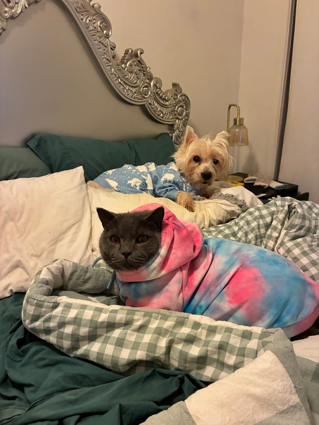 Customer photo review of Velvet Dog Hoodies