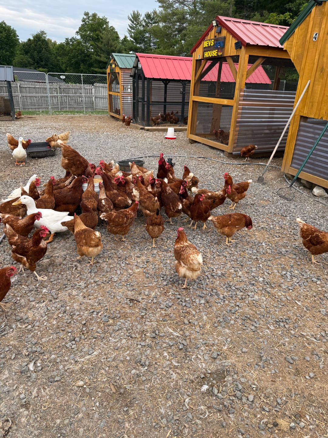 Customer photo review of Nesting Herbs 3 0z Bonus Pack (Worth $20)