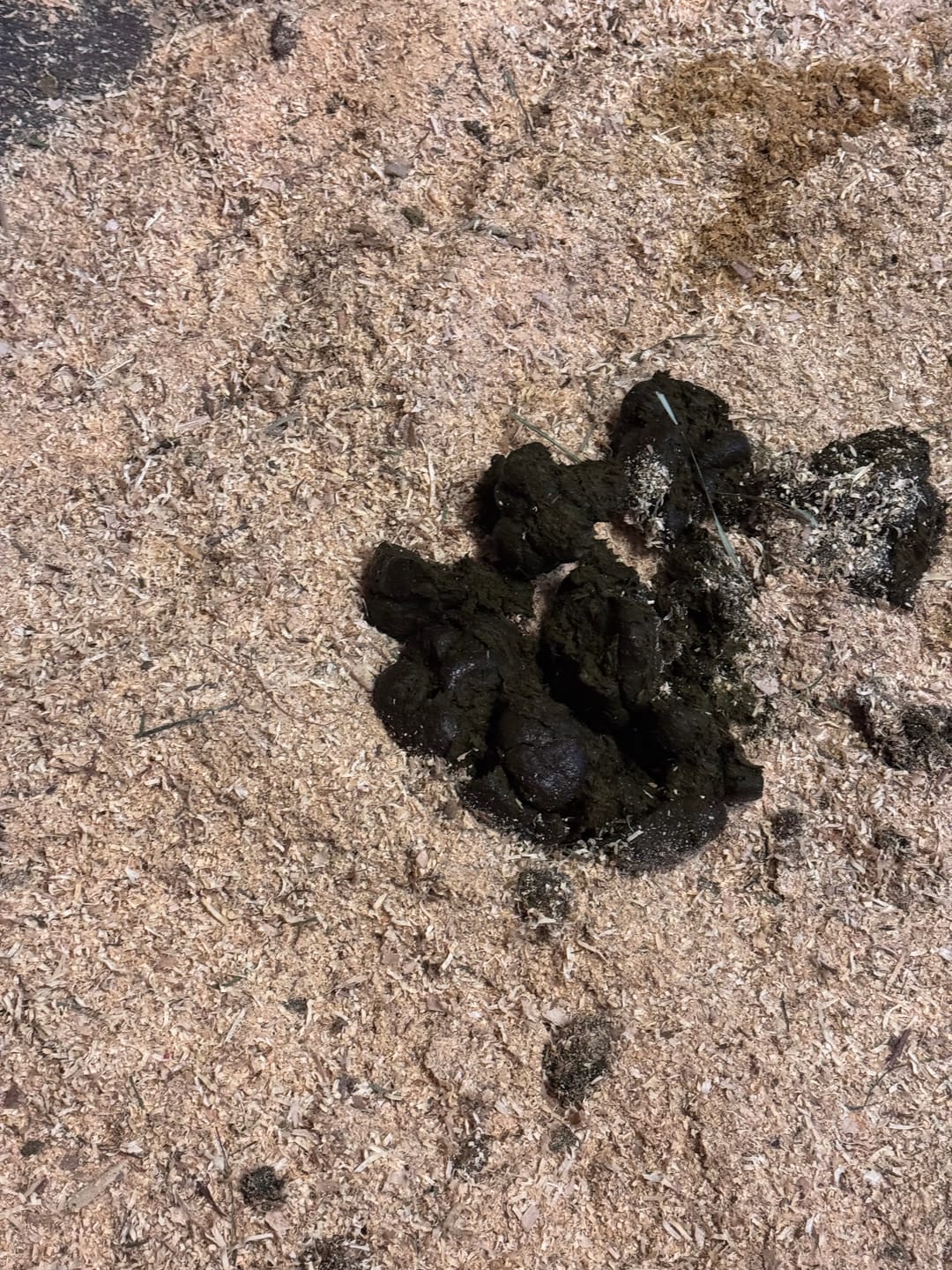 Customer photo review of Equine Probiotic Pellets