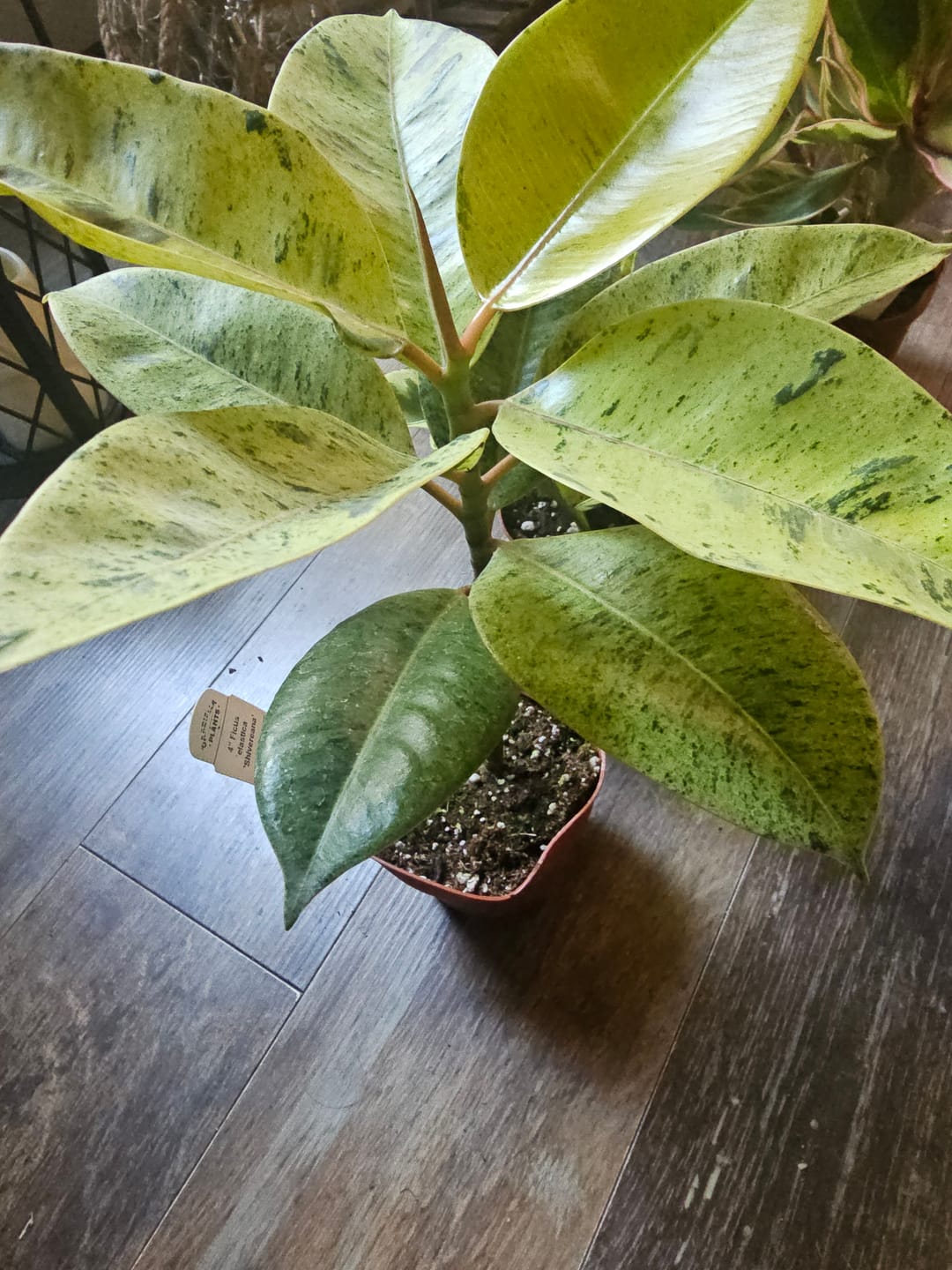 Customer photo review of Ficus elastica 'Shivereana'