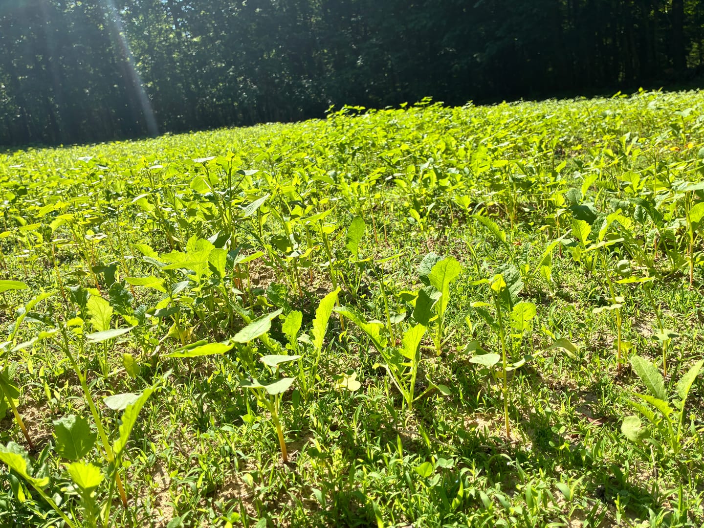 Customer photo review of Dirt Doctor