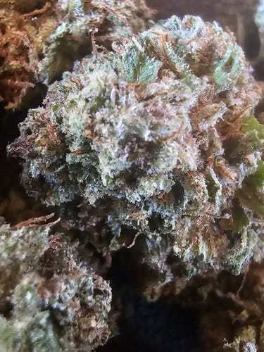Customer photo review of Candy Diesel THCA Flower