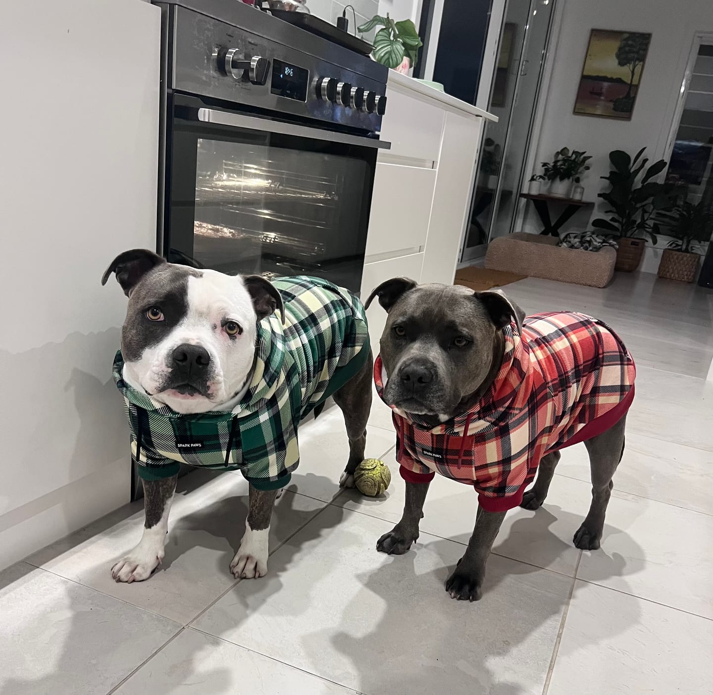 Customer photo review of Plaid Dog Hoodies
