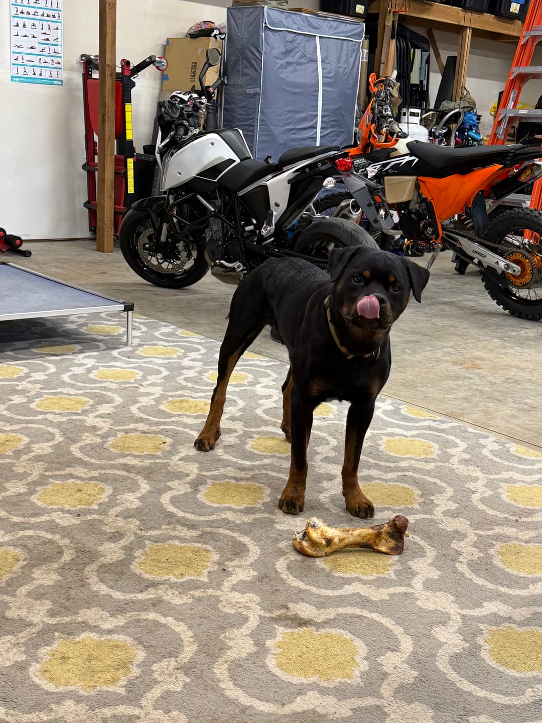 Customer photo review of Ostrich Hip Bone (12" x 5"x 3”): The Durable, Flavor-Packed Chew for Medium & Large Dogs