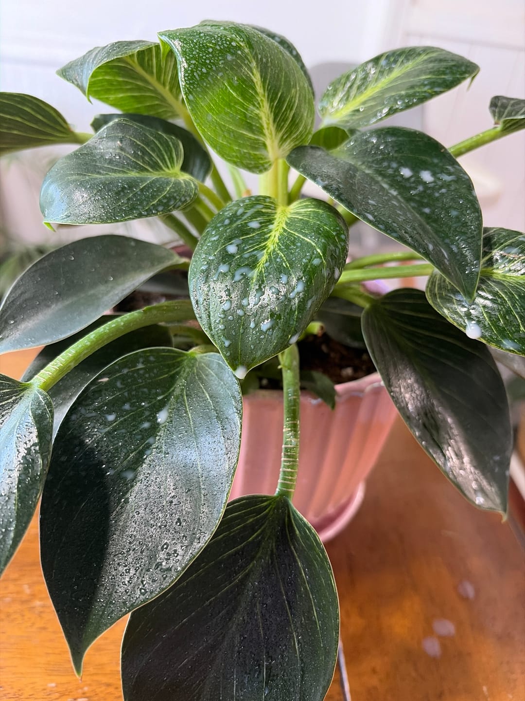 Customer photo review of Houseplant Pest Spray